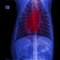 X-ray of dog anterior view closed up in thorax standard and chest with red highlight in respiratory system signs of pneumonia and bronchitis- veterinary medicine and Veterinary anatomy concept