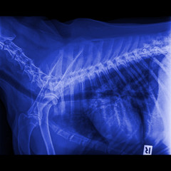 X-ray of dog lateral view closed up in thorax standard and chest with signs of pneumonia and .Bronchitis- veterinary medicine and Veterinary anatomy Concept- Blue tone color