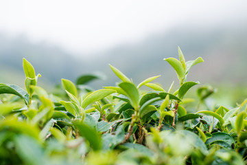 Green tea farm at Doi Angkhang in Chiang mai, Thailand