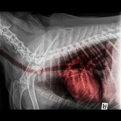 X-ray of dog lateral view closed up in thorax and chest with red highlight in respiratory system...
