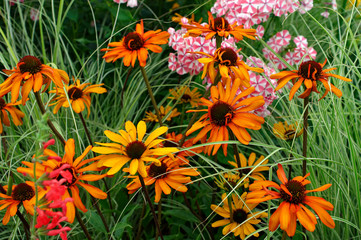 Detail of flower border with colourful Echinacea 'Tiki Torch'