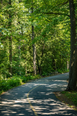 Road through the forest.
