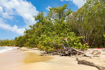 Fototapeta na wymiar Martinique, an einem Strand auf der Insel. 
