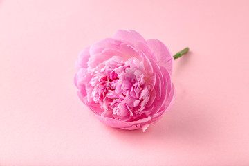 Pion isolated on colored pink  background. Pink gentle soft peony flower. Stylish flowers for March 8. Pions on pink