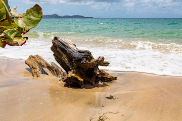 Martinique, am Strand auf der Insel. Treibholz am Strand auf der karbibischen Insel.