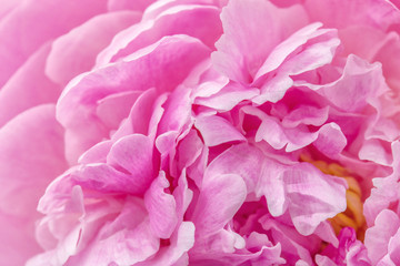 Obraz premium Pion macro. Peony petals close up. Pink gentle soft peony flower. Flower texture top view