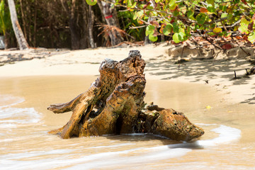 Treibholz am Strand auf der Insel Martinique