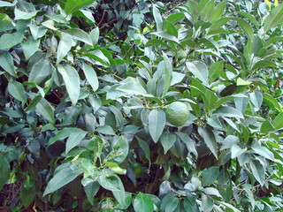 Obraz premium Travelers can not help staying intact to spoil the fragrant green fruits of the lemon tree.