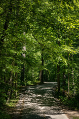 Peaceful path in the forest.