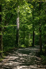 Peaceful path in the forest.
