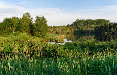 Episy swamp nature reserve in the french Gatinais regional nature park