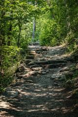 Peaceful path in the forest.