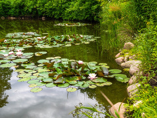 Closeup blooming water lilies or lotus flowers, with reflecting on the water. Beautiful water...