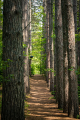 Obraz premium Peaceful path in the forest.
