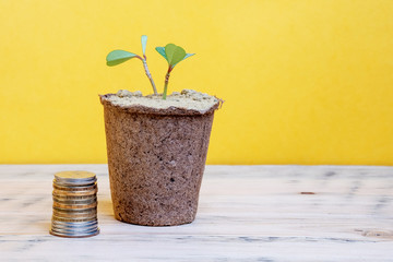 a stack of coins and a pot with a potted plant on a wooden surface