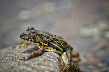 Frog wallpaper India most seen water