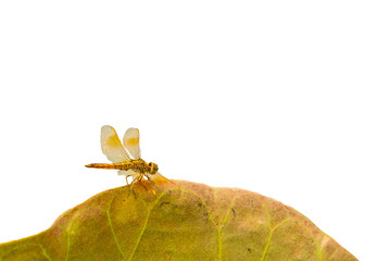 dragonfly on lotus leaf on the white background with clipping path.