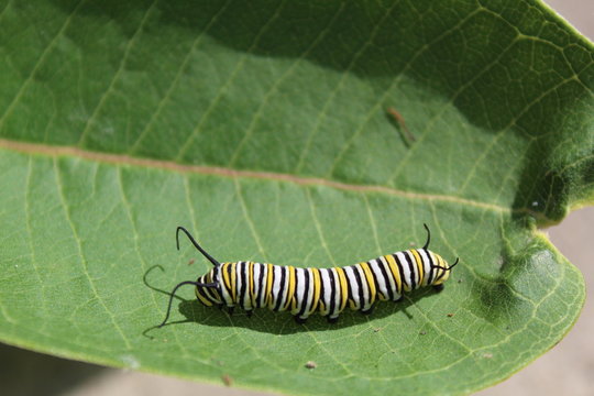 Monarch Caterpillar On Milkweed