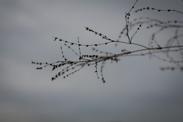 barbed wire on background of blue sky,Bamboo flower