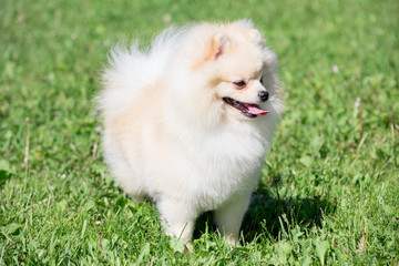 Cute pomeranian spitz puppy cream colored is standing on a spring meadow. Deutscher spitz or zwergspitz.