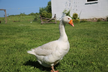 gąsior