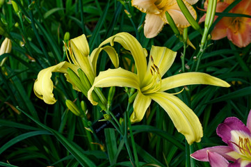 Fototapeta premium Close up portrait of Hemerocallis 'Boney Maroney' in a flower border