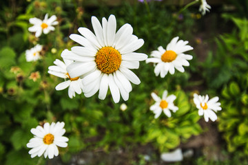 Chamomile bloom with white petals and yellow middle on the background of green grass in the garden in summer. Close-up.