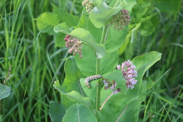 Flowering milkweed with monarch caterpillar