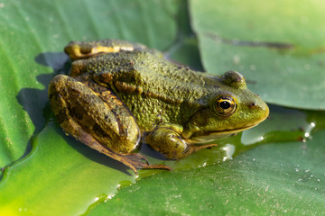 Green frog on water lily leaves