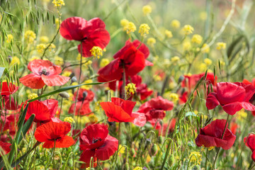 red poppies in spring in the field