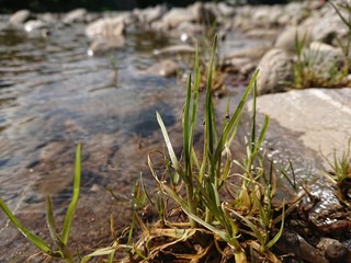 grass in the forest