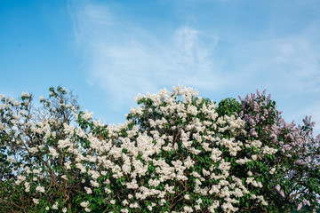 White lilac