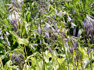 Hosta undulata au feuillage panaché, ondulé à bandes blanc crème, vert et vert clair, aux...