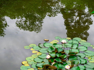 Water lilly background. Water lilly with green leaves in pond. Link blossom.Summer background.