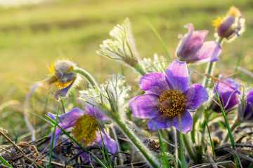 wild Siberian spring purple flowers on the background of a Sunny meadow close-up