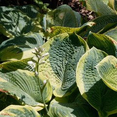 Hosta undulata au feuillage panaché, ondulé et gaufré de couleur vert-clair et vert foncé aux...