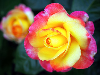 Mixed colored pink and yellow rose