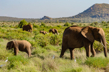 Fototapeta na wymiar Elephant family in the savanna