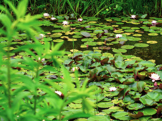 Beautiful pink white waterlily or lotus flower on a pond that can be used with text or as a background.