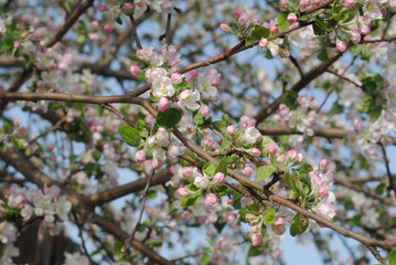 blooming apple tree branch.jpg