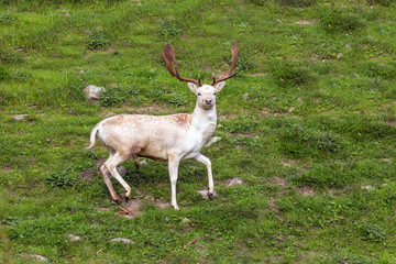 Naklejka na ściany i meble Spotted deer poses for the photographer