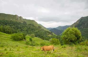 Fototapeta na wymiar farm cows in asturias