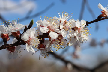 The tree is blooming
