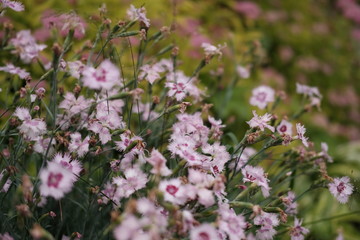  meadow flowers in the garden in daylight against the backdrop of green