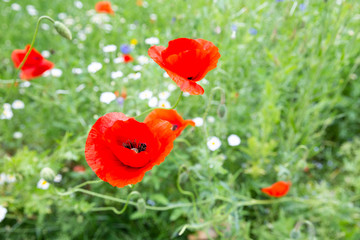 Red poppy on green grass