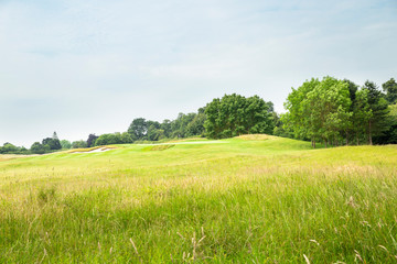 Expanded view of green grass meadow and trees
