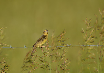 Bobolink 