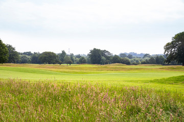 Expanded view of green grass meadow and trees