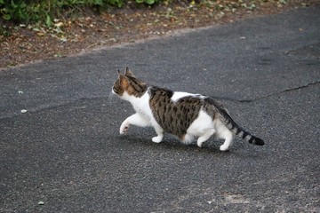 beautiful cat is walking on the street