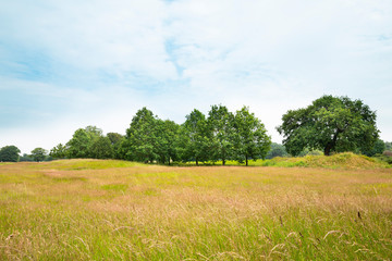 Expanded view of green grass meadow and trees